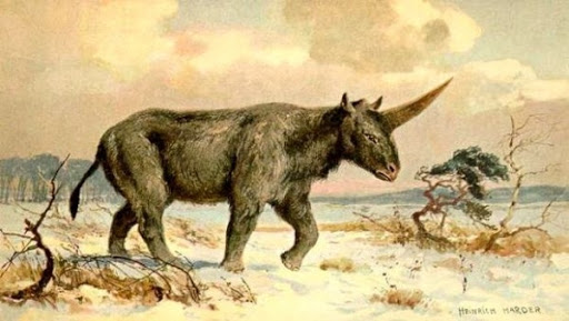 La « licorne sibérienne » était contemporaine des hommes préhistoriques