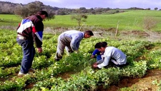 L’agriculture de Benaïssa à Ferroukhi: La petite révolution qui passe mal