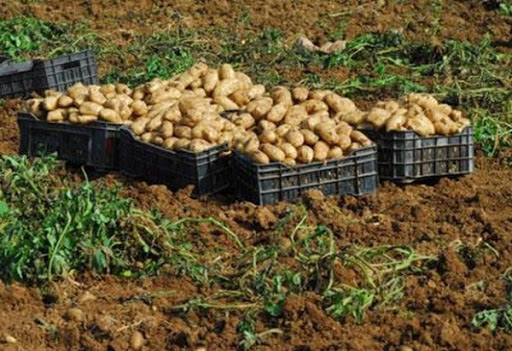 L’Algérie exporte 287 tonnes de pomme de terre vers l’Europe