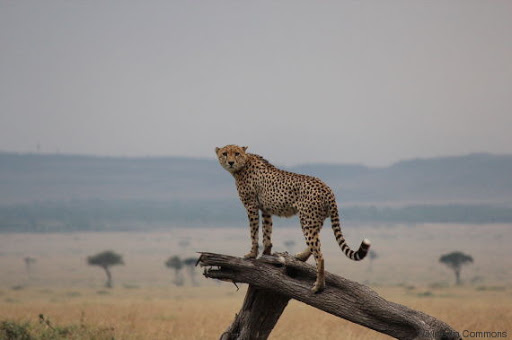 Le guépard sahélo-saharien en « réfugié » dans les massifs du Tassili N’Ajjer et du Hoggar en Algérie