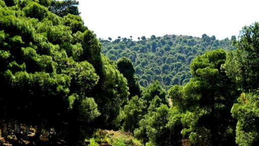 Les monts de Tlemcen intégrés au réseau mondial des réserves de biosphère de l&rsquo;Unesco