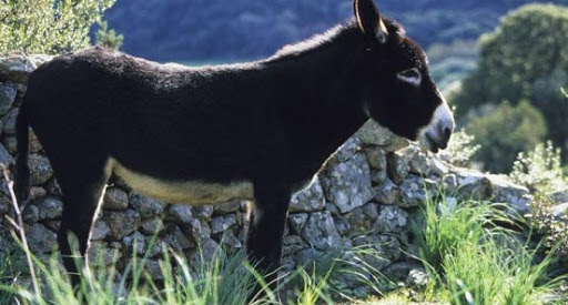 Les restes d&rsquo;un âne retrouvés dans une poubelle à Oran provoquent l&rsquo;inquiétude des habitants