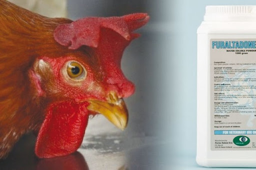 Les vétérinaires et les inspecteurs de l’hygiène alimentaire inquiets: Un antibiotique dangereux utilisé dans le traitement des volailles