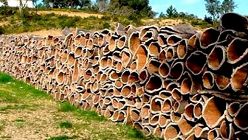 L’unité de Béjaïa-liège renait de ses cendres