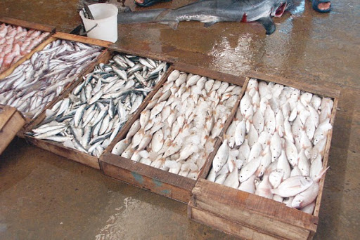 Mostaganem Le poisson frais se fait rare