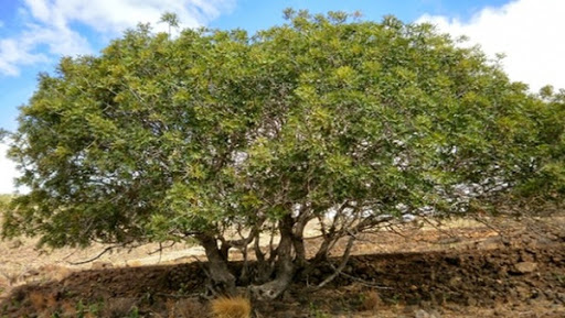 Naâma: un programme d’extension de la culture du pistachier d’Alep