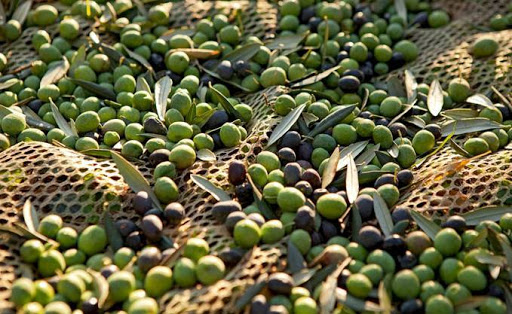 Olives : vers une production 6,7 millions de quintaux