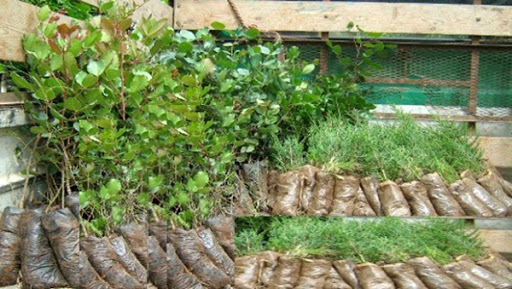 Plantation de 10.000 arbustes et rosiers: Blida célèbre la fête de la victoire en « vert »