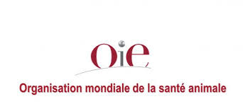 Près 120 000 personnes exposées annuellement au risque rabique en Algérie: Un nouveau cadre mondial d’élimination de la rage humaine