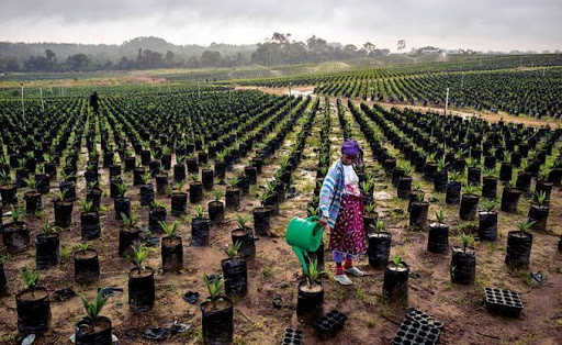 Terre africaine, source de toutes les convoitises