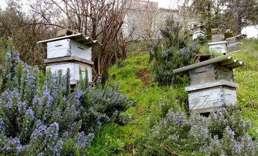 Tizi-Ouzou: appel à la surveillance des ruchers pour prévenir les maladies liées au froid