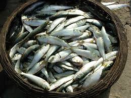 Tlemcen: Le prix de la sardine rejoint celui de la viande de veau