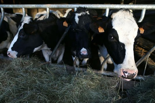 Un cas de « vache folle » confirmé en France
