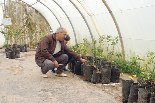 Une nouvelle variété a été créée Une labellisation pour sauver la clémentine de Messerghin