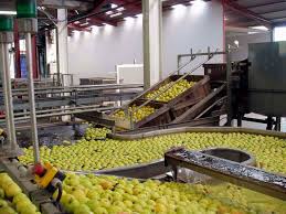 Zone d’activité de Tafraoui: 80 ha consacrés à l’investissement agroalimentaire