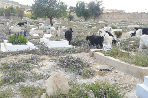 Arrêt sur image: Vu à Tébessa