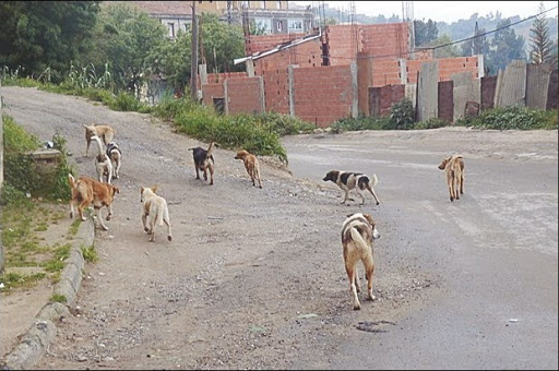 Arrêt sur image: Vu à Tizi Ghennif (Tizi Ouzou)