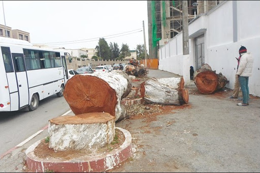 BEN AKNOUN: La RN36 pleure ses arbres centenaires
