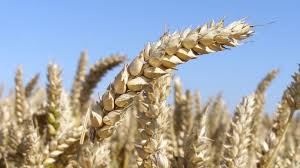 Céréales : Le blé souffre d’une bonne météo, le maïs monte