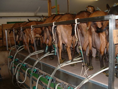 des américains intéressés par l’investissement dans la filière lait à Ghardaïa