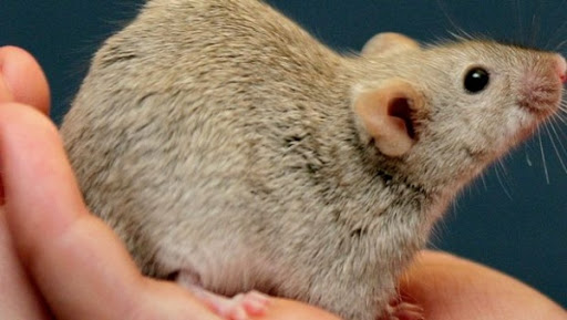 Des lésions au foie détectées chez des souris envoyées 13 jours dans l&rsquo;espace