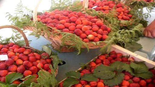 D’importantes quantités de fraise de Jijel placées sur les marchés extérieurs