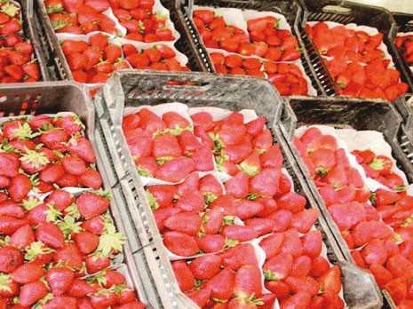 Fête traditionnelle de la fraise: Des fraises de Jijel exportées vers la Russie et d’autres pays arabes