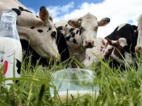 Filière lait: le paiement des subventions décentralisé