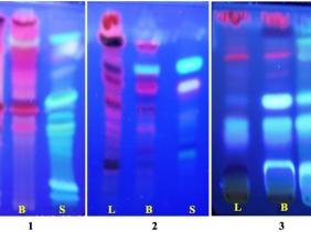 La loi sur l&rsquo;utilisation de l’empreinte génétique adoptée à la majorité à l&rsquo;APN