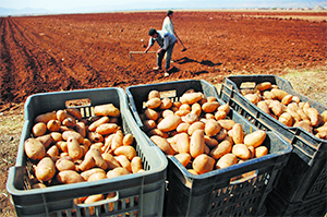 La pomme de terre cédée à 80 DA: Les raisons d&rsquo;une flambée