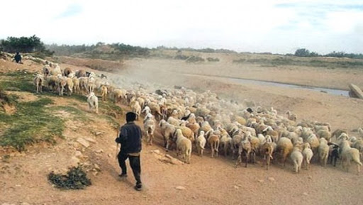 La transhumance, un souvenir lointain dans la région du Hodna