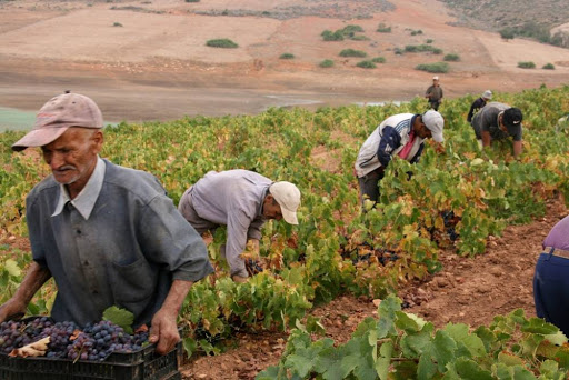 Le vignoble algérien Une filière prometteuse