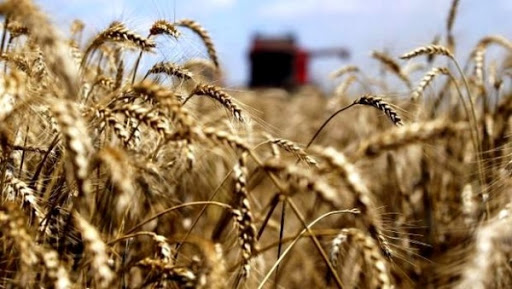 Les importations des céréales en baisse au 1er trimestre 2016