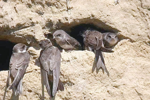 Les ornithologues ont alerté, samedi, sur le déclin de l’espèce à cause de la pollution: Les hirondelles ne font plus le printemps au nord de l’Algérie