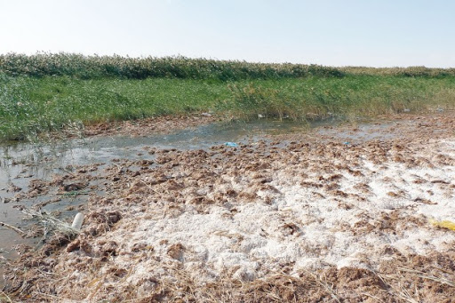 n Salah (Tamanrasset): La menace de paludisme pèse sur les habitants d’El-Barka !