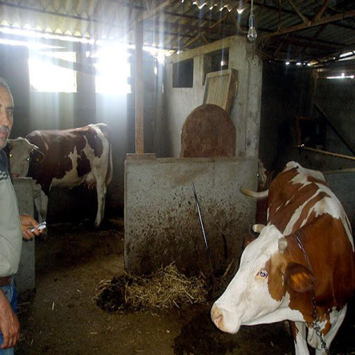 Plus de 800 cas de brucellose humaine diagnostiqués à Ghardaïa