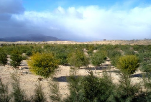 Quelque 800.000 hectares reboisés à travers le pays depuis 2000