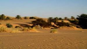 Tiaret: Les éleveurs des wilayas steppiques se concertent