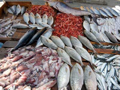 Tipasa 5.034 tonnes de produits de pêche en 2015