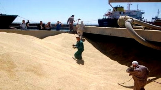 Tizi Ouzou: vers une production prévisionnelle de 118.000 quintaux de céréales