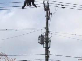 Un chimpanzé s&rsquo;échappe et sème la panique en ville au Japon