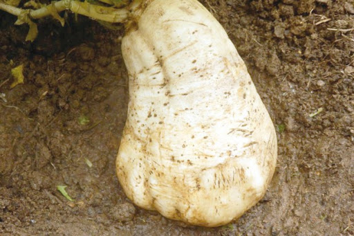 Un fellah l’a récolté dans son champ: Un navet de plus de 5 kg à Timezrit