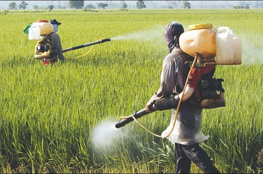Usage inconsidéré des pesticides dans l’agriculture Catastrophes sanitaire et écologique en vue