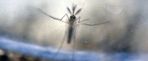 Zika: l&rsquo;OMS estime possible une « augmentation significative » du nombre de cas