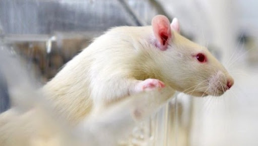 Zika: une souris transgénique pour étudier vaccins et traitements aux USA