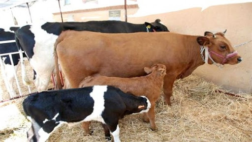4e édition de la fête du lait d’Imaloussene, samedi à Tizi Ouzou