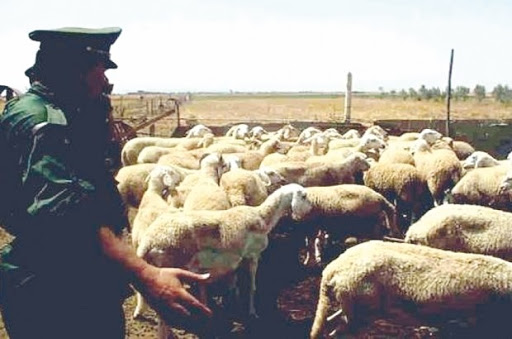 À l’approche du mois de Ramadhan Recrudescence des vols de cheptel