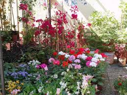 Blida: La ville des roses se retrouve enfin