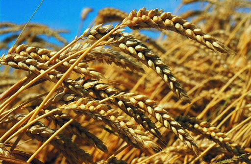 Céréaliculture : une production de quelque 35.000 Qx attendue à Ouargla