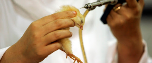 Constantine – Sit-in des vétérinaires de la DSA